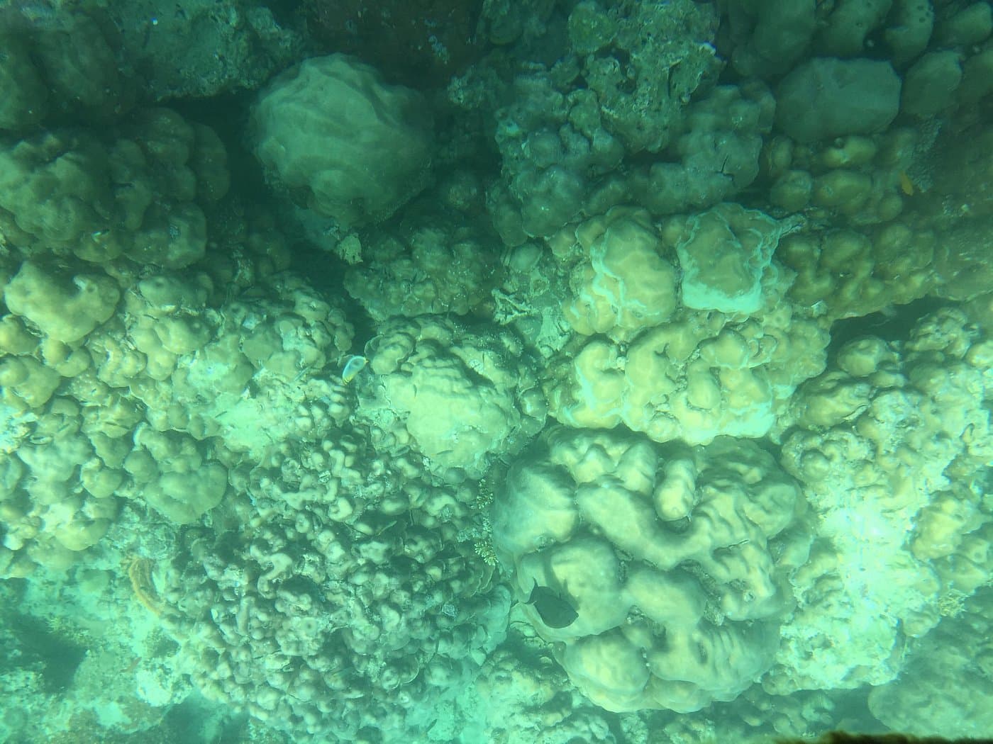 Glass-bottom and marine lookout